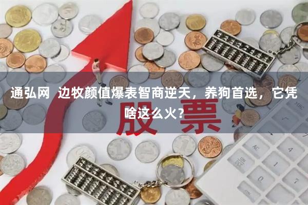 通弘网  边牧颜值爆表智商逆天，养狗首选，它凭啥这么火？