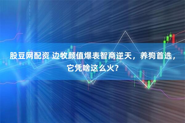 股豆网配资 边牧颜值爆表智商逆天，养狗首选，它凭啥这么火？